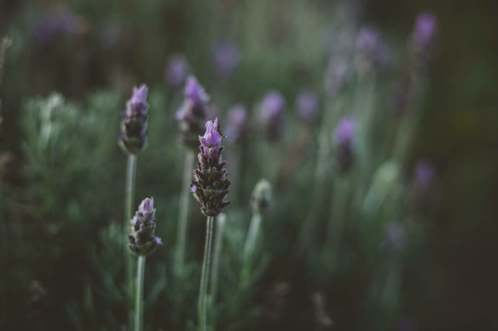 champ de lavande, sourcing matière premier huile essentielle